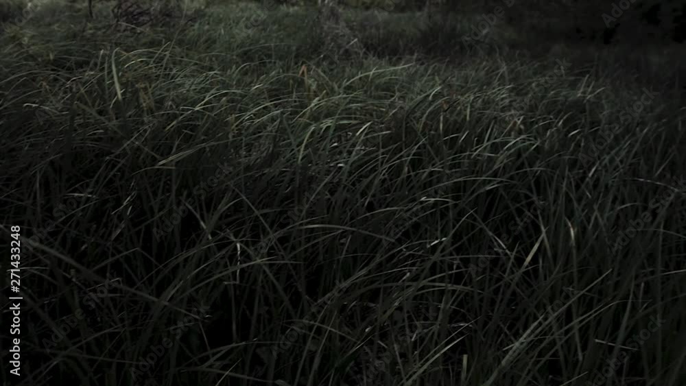 Cinematic grass view Cinematic grass view