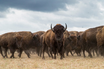 Fototapete Bison Massiver Bisonbulle im Sonnenlicht  © Aaron