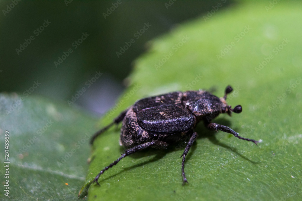 beetle on green leaf macro beetle on green leaf macro