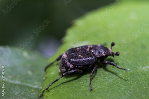 beetle on green leaf macro  © Vahe