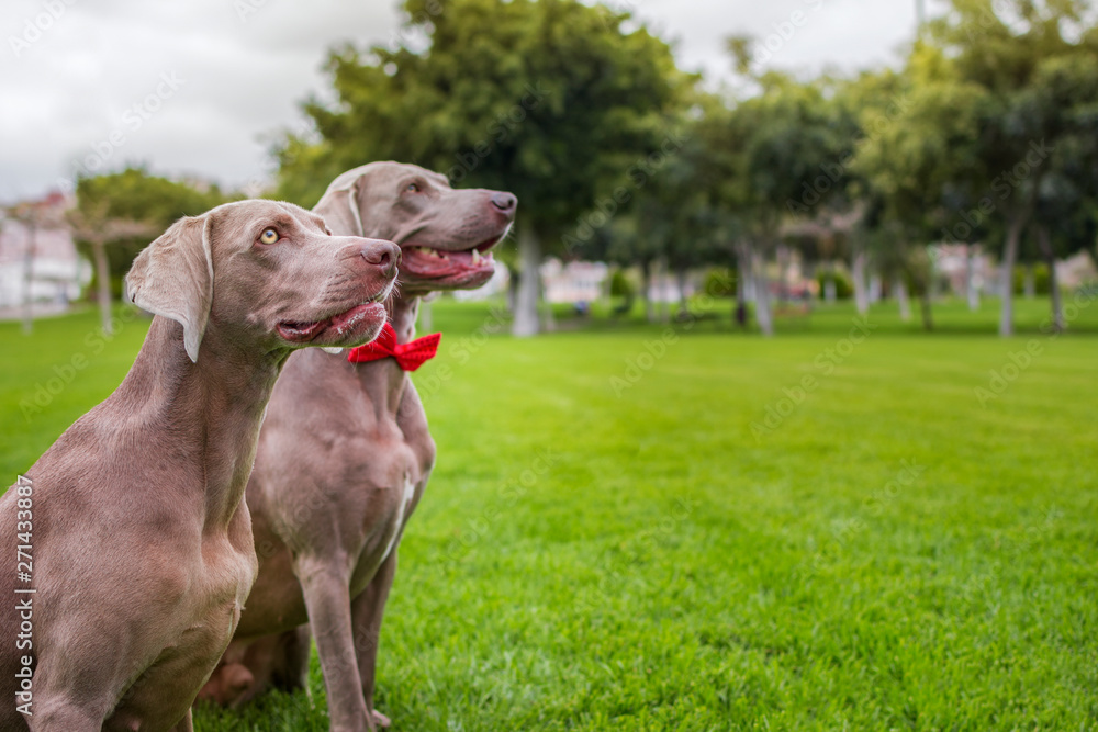 Two purebred weimaraner dogs, very elegant, sitting on the grass of nature.