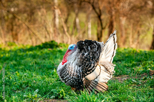 the turkey-cock walks on a green grass. Big beautiful turkey-cock