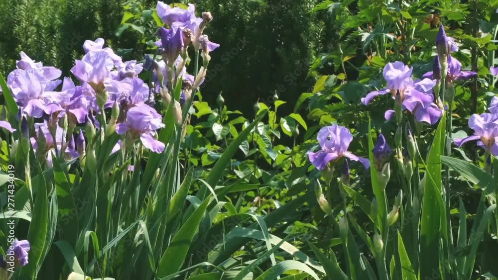 Violet garden irises bloom on a bright summer sunny day in the garden, natural video sketch video with effects of zooming, moving the camera and slow motion Violet garden irises bloom on a bright summer sunny day in the garden, natural video sketch video with effects of zooming, moving the camera and slow motion