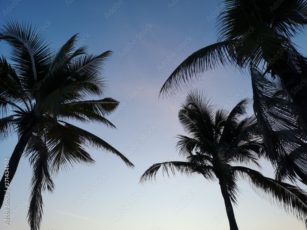 Backlit photos Of coconut trees on the sky background