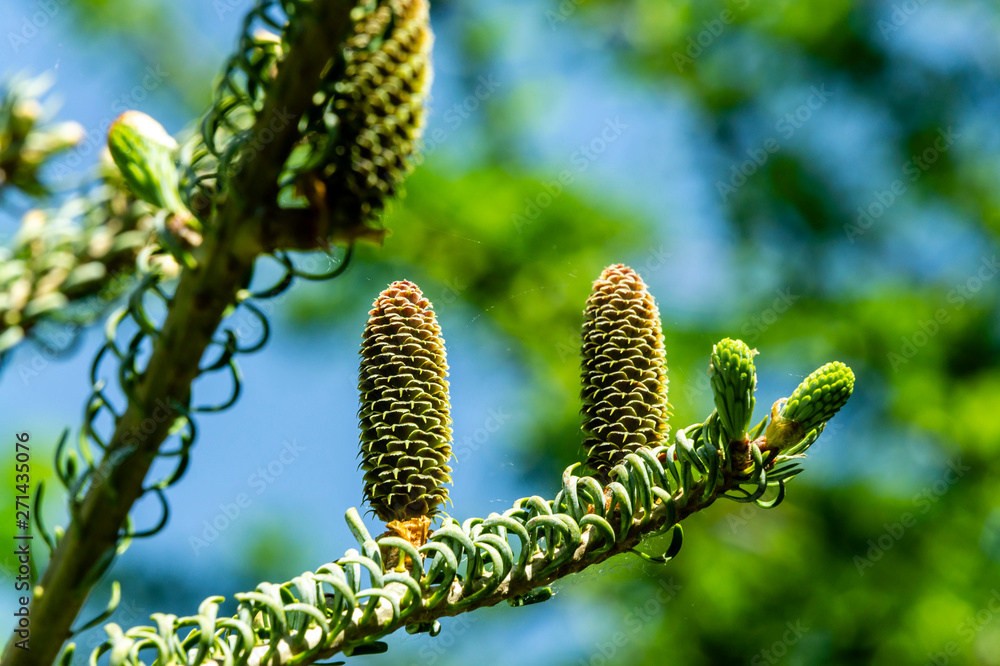 Young growing cones on branches fir Silverwack Abies koreana on blurred background of greenery and blue sky. Cones in focus. Selective focus. Concept of nature of North Caucasus for design.