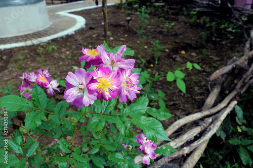 Purple rose bush on a wooden fence