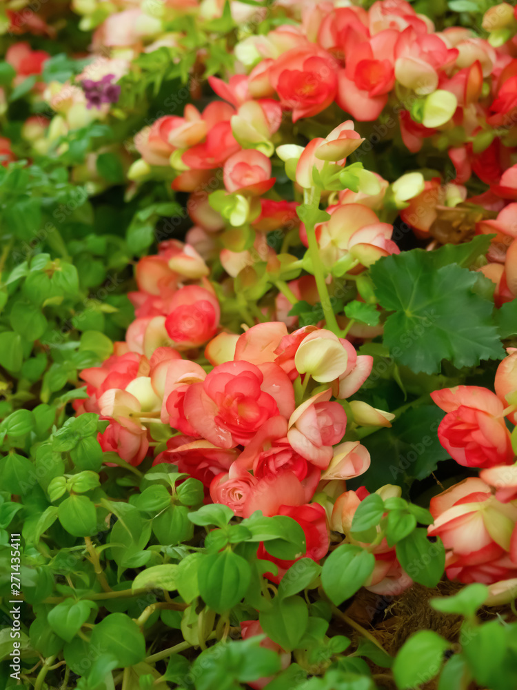 The beauty of the flower with colorful red are blooming in the garden The beauty of the flower with colorful red are blooming in the garden