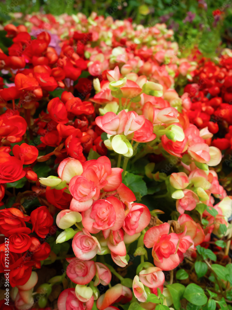 The beauty of the flower with colorful red are blooming in the garden The beauty of the flower with colorful red are blooming in the garden