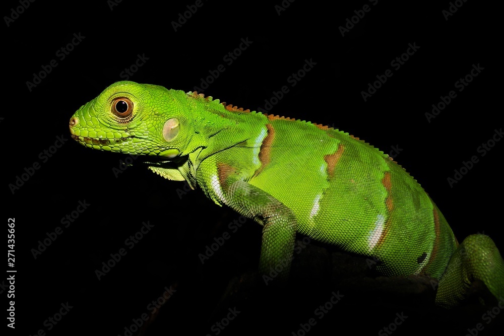 Iguana Iguana