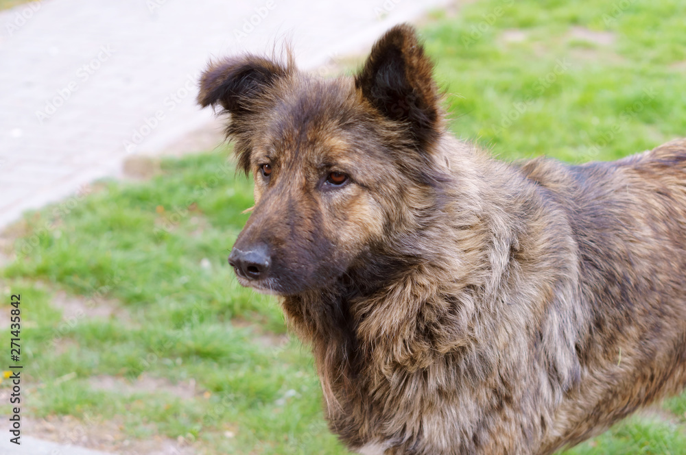 Fototapeta premium Big shaggy stray dog. Stray dog.