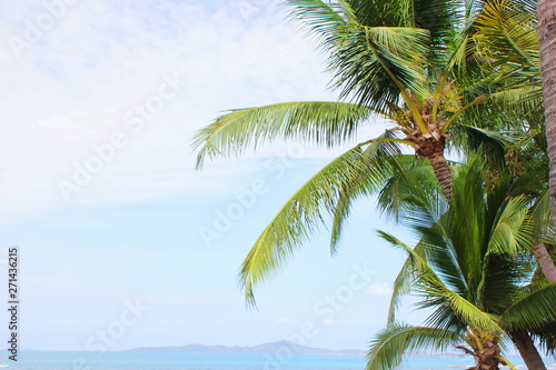 Green palm tree against the blue sky on a Sunny day. Summer holiday. Copy space. © Yuliya