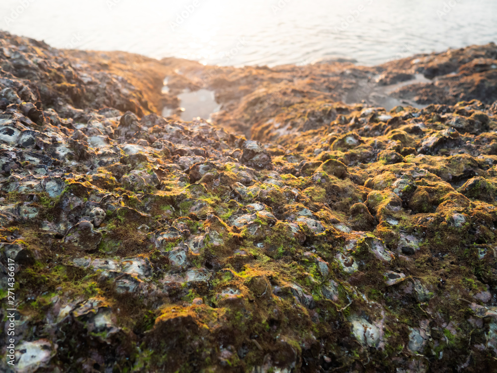 Rocks by the sea, with the remains of shells, shells and green moss on top