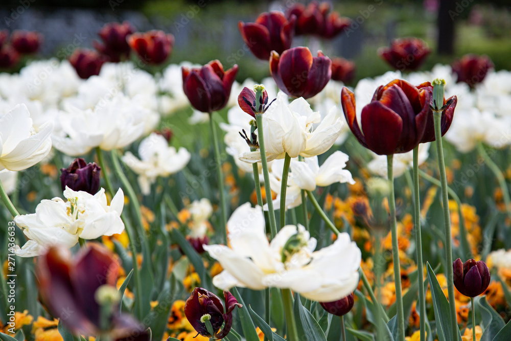 white and dark red tulips outside