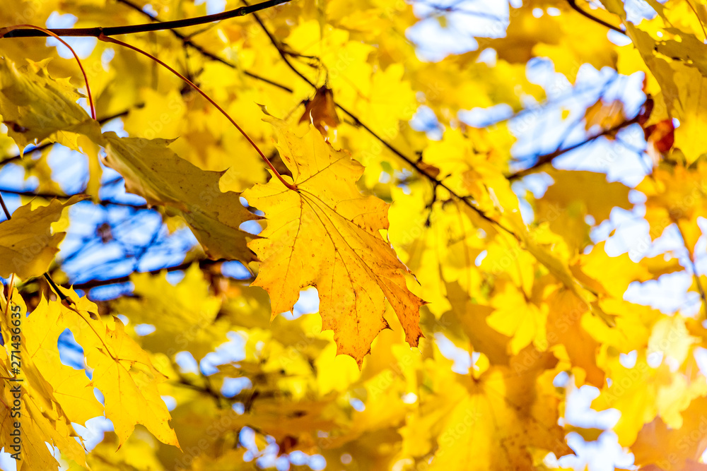 Yellow maple leaves on a tree in bright sunshine. Autumn in the woods_