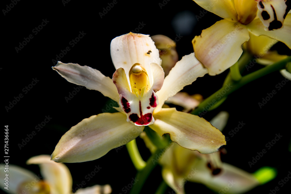 isolated colorful orchid in front of black background