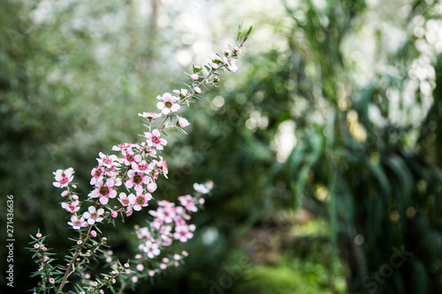 tiny pink blossoms