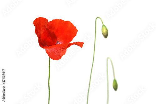 Poppy flowers or papaver poppy on sunny light  isolated on white background. Selective focus  close-up. Nature.