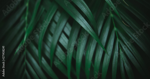 Deep dark green palm leaves pattern. Creative layout, toned image filter effect, long horizontal banner