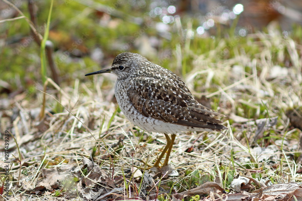 Tringa glareola. Wood sandpiper close-up on a spring day in the North of Western Siberia Tringa glareola. Wood sandpiper close-up on a spring day in the North of Western Siberia