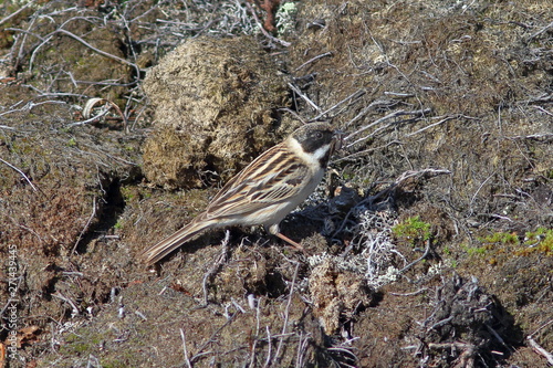 Schoeniclus pallasi. Male Pallas's Reed Bunting in spring among marsh hummocks in the North of Siberia photo