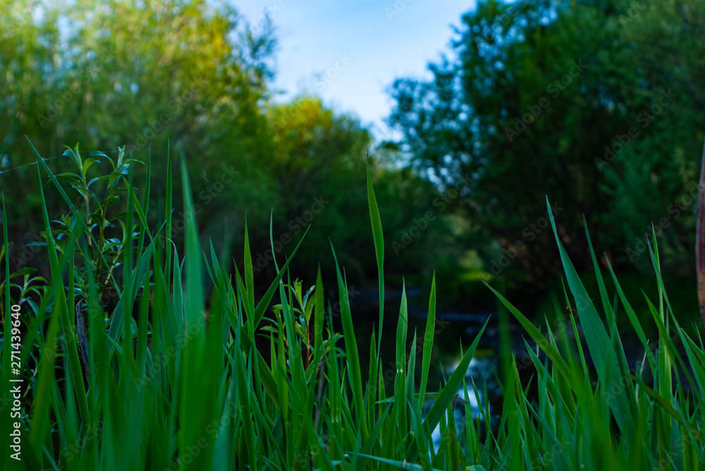 Obraz premium the landscape is a quiet backwater silence peace harmony