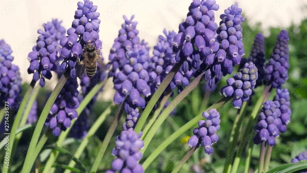 some violet grape hyacinth in a garden some violet grape hyacinth in a garden