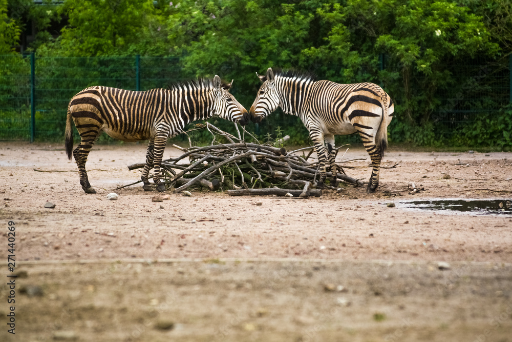Fototapeta premium 16.05.2019. Berlin, Germany. In the zoo Tiagarden the family of a zebra walks. Wild animals, horses. Eat a grass.