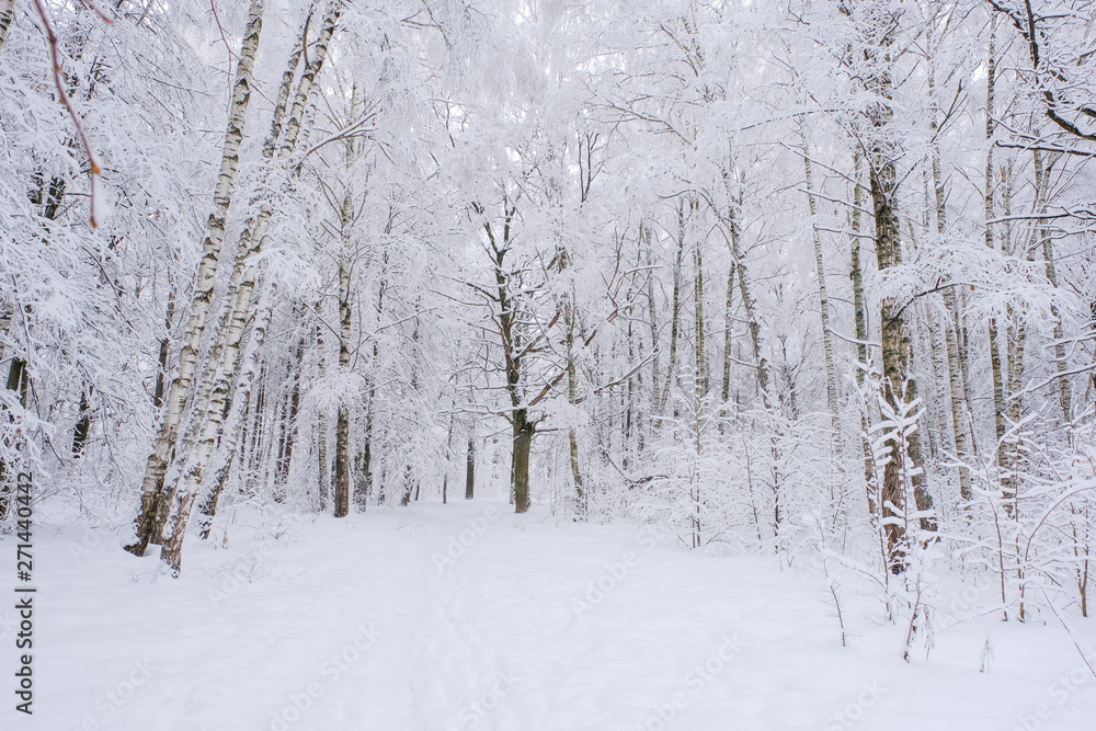 Snow-covered, winter, birch forest. After the snowfall.