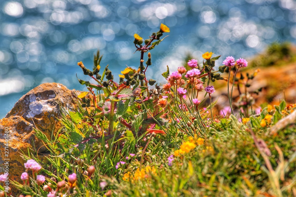 Obraz premium flowers on a background of blue sky