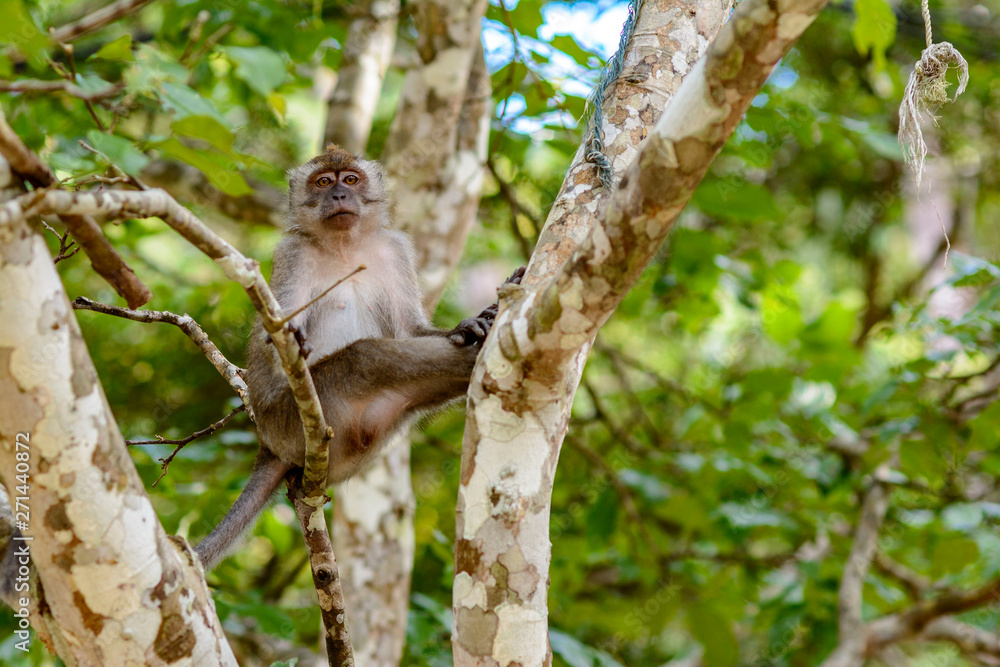 Fototapeta premium Monkey on the tree