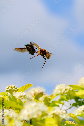 The big Hornet attacks the flying beetle. © Александр Овсянников