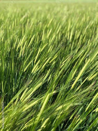 closeup of wheat crop in a field