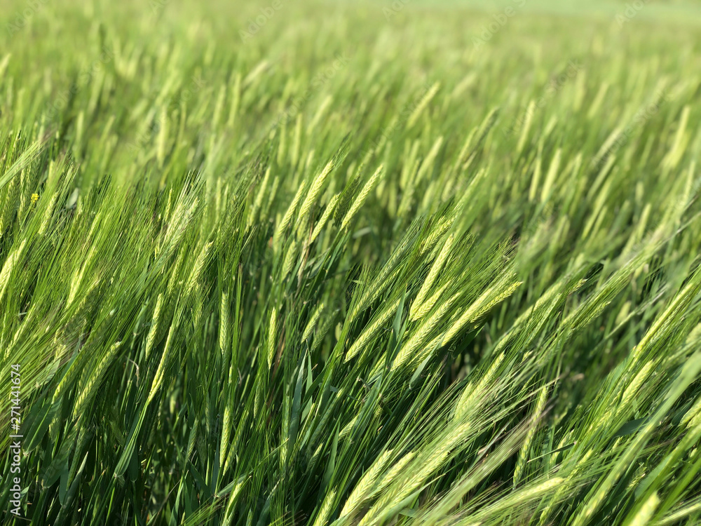 closeup of wheat crop in a field