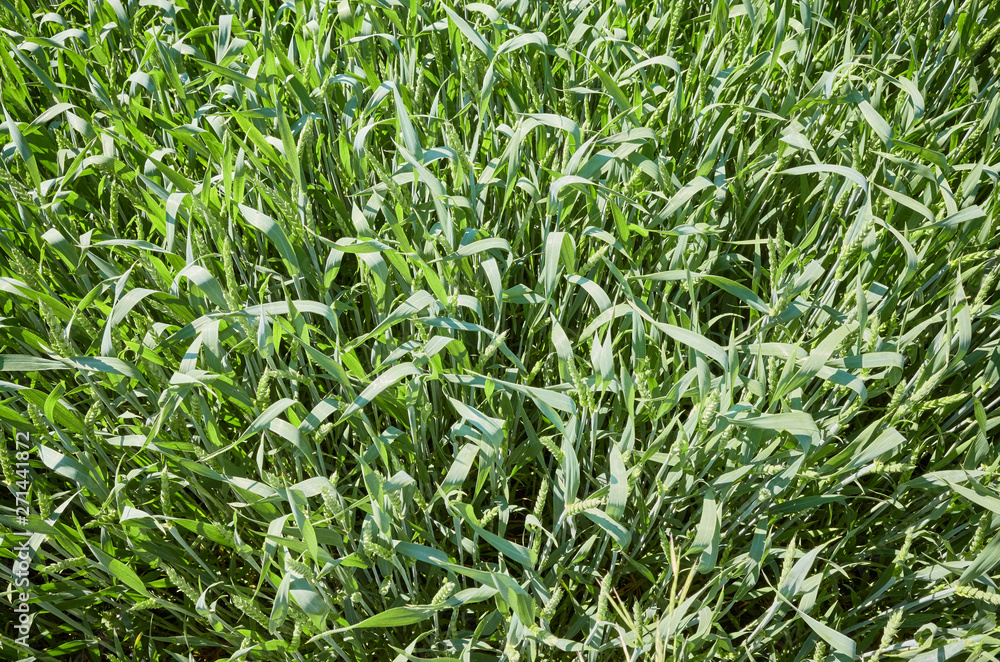 Green wheat field seen from above. Green wheat field seen from above.