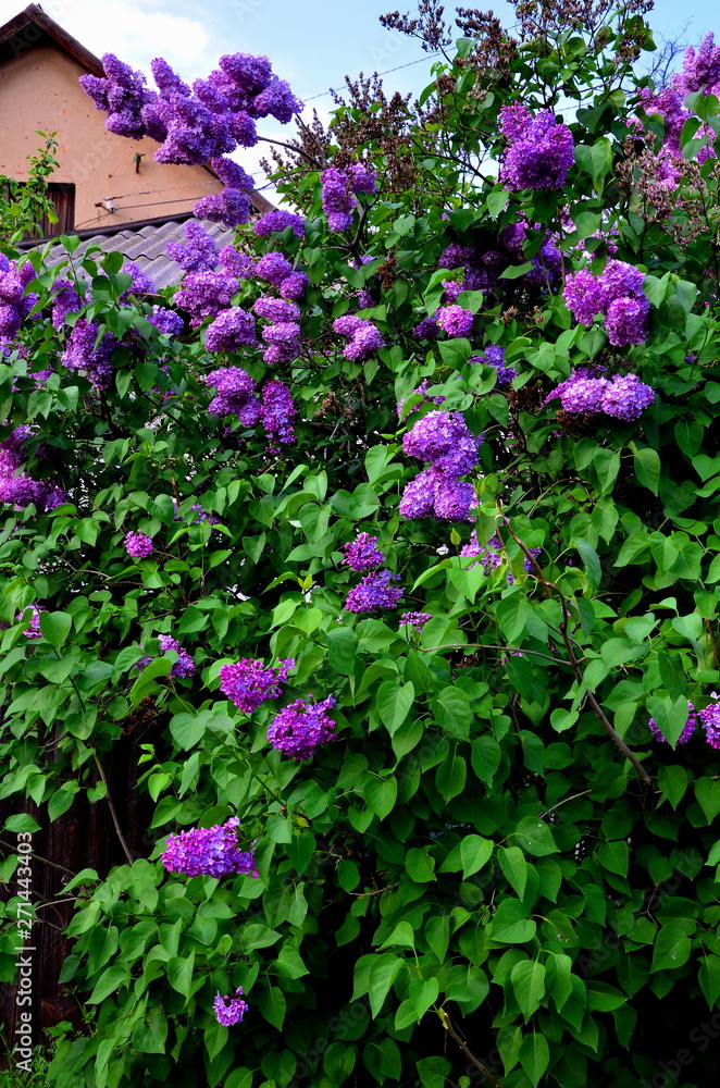 Obraz premium Beautiful lilac bush grows near private housing.