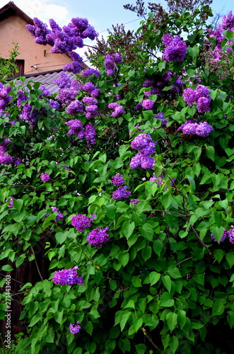 Beautiful lilac bush grows near private housing.