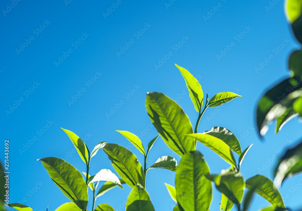 Green tea, tea tree, tea leaves, Assam tea, fresh green and bright sky Green tea, tea tree, tea leaves, Assam tea, fresh green and bright sky