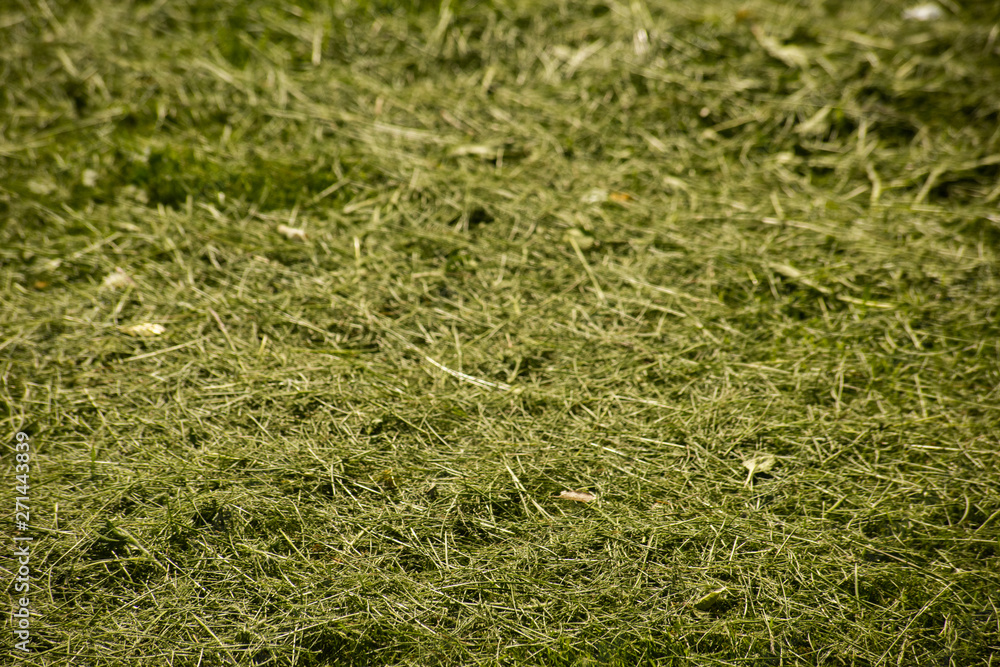Background of green cut grass Background of green cut grass