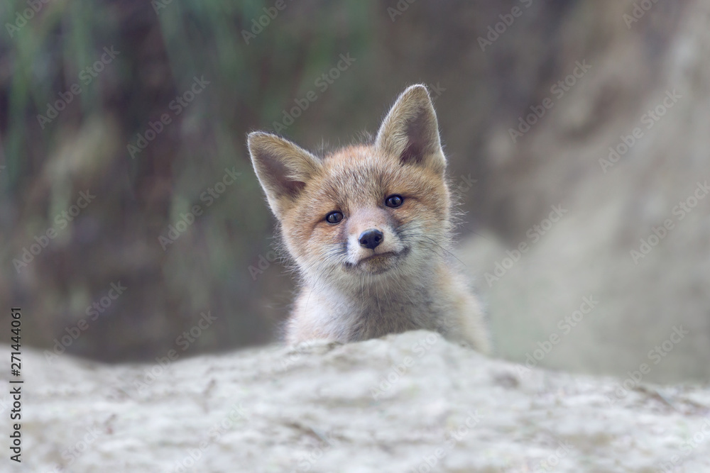 Portrait of Red fox (Vulpes vulpes) Portrait of Red fox (Vulpes vulpes)