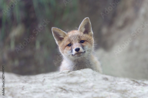 Portrait of Red fox  Vulpes vulpes 
