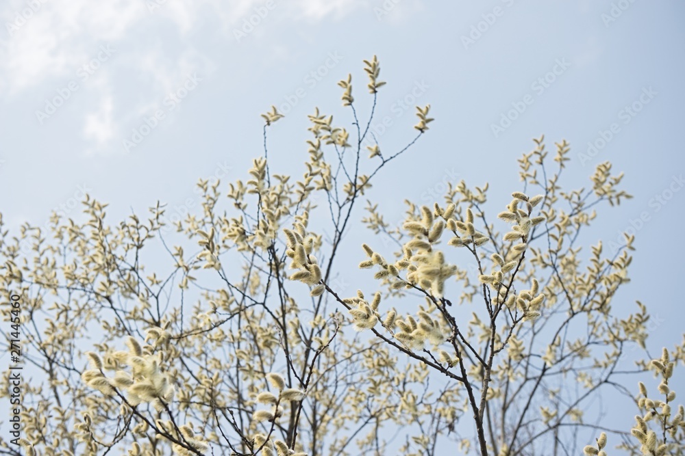 willow twigs with catkins frame with blue background willow twigs with catkins frame with blue background