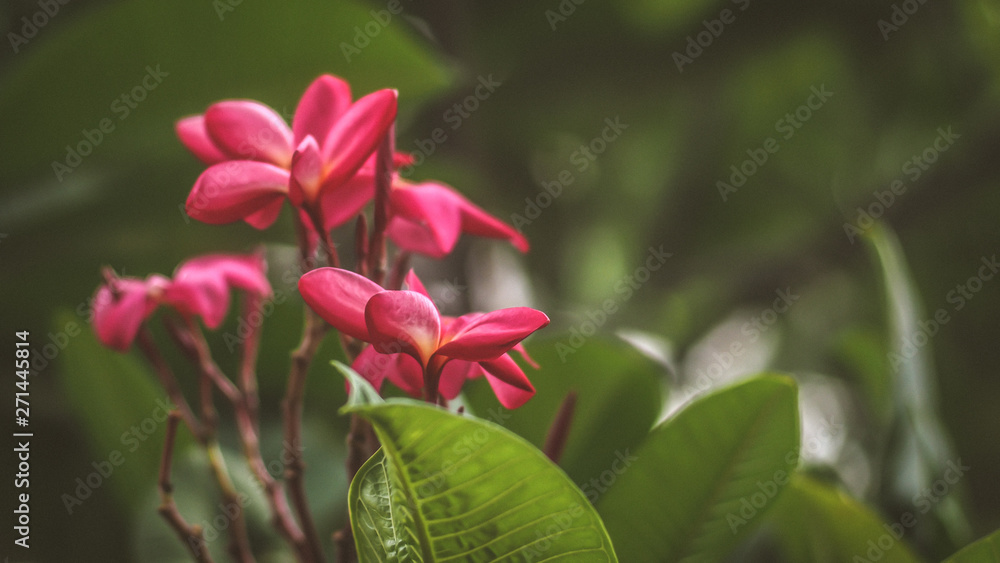 Tropical flowers frangipani (Plumeria) . Beautiful red Plumeria rubra flower