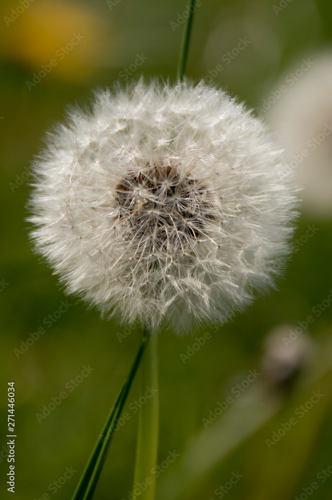 Fototapeta premium Pusteblümchen