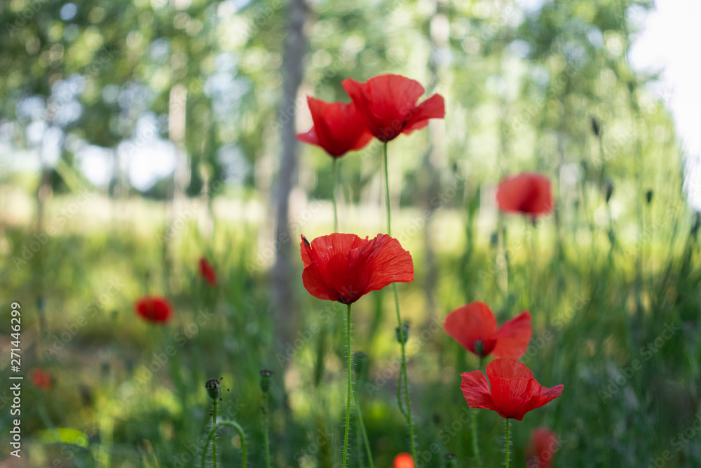 Naklejka premium Red poppies in the field