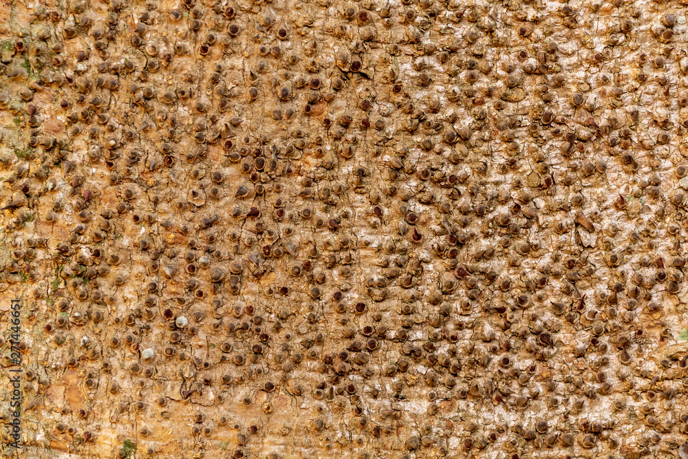 Fototapeta premium Sandbox tree (Hura crepitans) bark closeup - Florida, USA