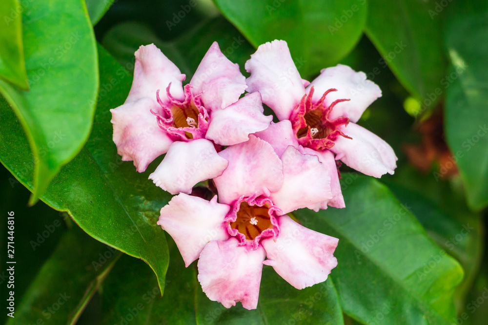Obraz premium Climbing oleander (Strophanthus gratus) flowers closeup - Florida, USA