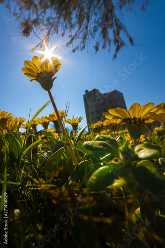 sunflower, sunburst and blue sky
