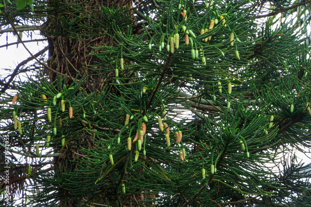 Norfolk Island Pine Araucaria Heterophylla Male Pollen Cones Davie Florida Usa Stock Photo Adobe Stock Norfolk Island Pine Araucaria Heterophylla Male Pollen Cones Davie Florida Usa Stock Photo Adobe Stock