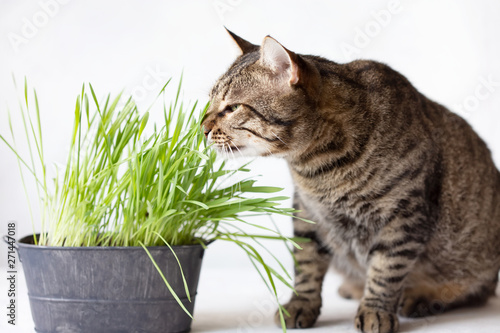 Tabby cat eats fresh green grass. Cat grass. Useful food for animals