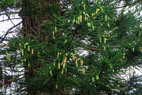 Norfolk Island pine  Araucaria heterophylla  male pollen cones - Davie  Florida  USA
